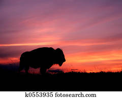sonnenuntergang, bison sonnenuntergang, bison