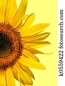 Sunflower Beauty Sunflower Beauty