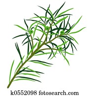 Tea Tree Tea Tree