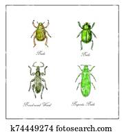 Beetle, Broad-Nosed Weevil and Buprestis Beetle Vintage Collection Beetle, Broad-Nosed Weevil and Buprestis Beetle Vintage Collection