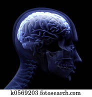 brain brain