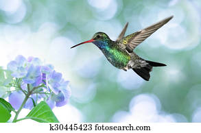 Dreamy image of a Ruby-throated Hummingbird Dreamy image of a Ruby-throated Hummingbird
