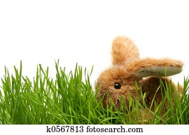 Easter bunny Easter bunny