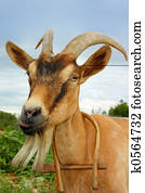 Goat Goat
