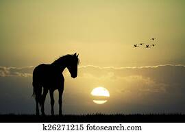 horse silhouette at sunset horse silhouette at sunset