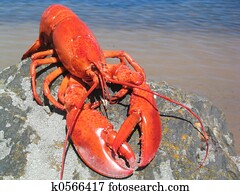 Lobster Lobster