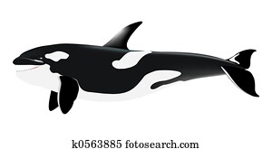 orca orca