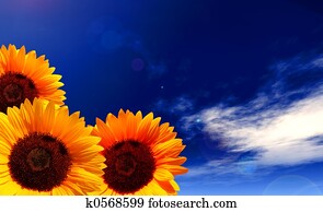 sun flowers sun flowers