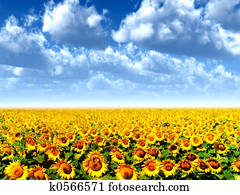 sun flowers sun flowers