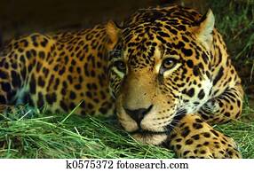 Eye of the Jaguar Eye of the Jaguar