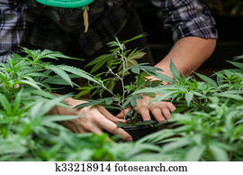 farmer working with his marijuana farmer working with his marijuana
