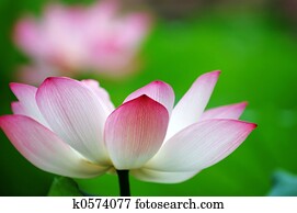 Lotus flower