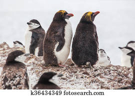Macaroni penguins with Chinstrap penguin walking on the coast