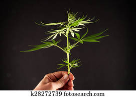 marihuana, a, peniaze