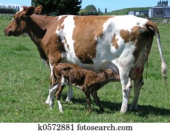Newborn Calf