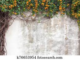 Old cement wall with green vines and flower in garden, Fuzhou, Fujian, China Old cement wall with green vines and flower in garden, Fuzhou, Fujian, China
