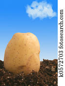 potato on dirt