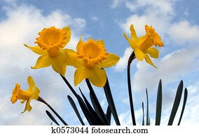 spring flowers spring flowers