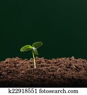 Sprout Sprout