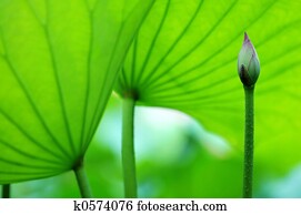 The blossom of lotus and leaves