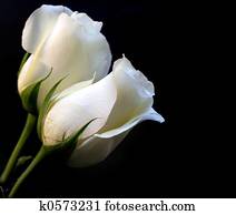 White Roses White Roses