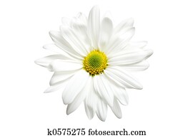 חיננית לבנה, הפרד