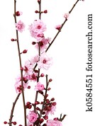 Blooming Cherry Blossoms