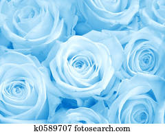 blue roses blue roses