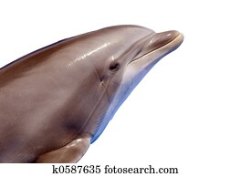 Dolphin Dolphin