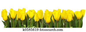 LINE OF YELLOW TULIPS LINE OF YELLOW TULIPS