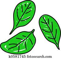 spinach spinach