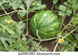 Watermelon Watermelon