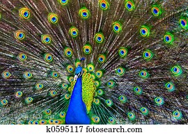 Blue Peacock Blue Peacock