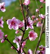 cherry blossoms cherry blossoms