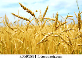 Grain field Grain field