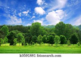 Green forest Green forest
