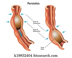peristalsis peristalsis