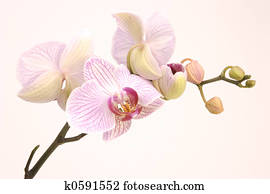 pink orchid