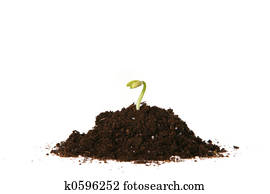 plantado, semente, brotar