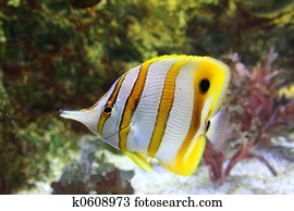 butterfly-fish butterfly-fish