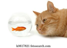 cat and fish