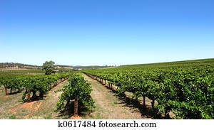 Clear Sky Vineyard