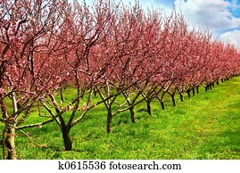Fruit orchard Fruit orchard