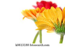 Gerbera flowers