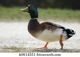 mallard duck 3 mallard duck 3