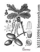 Oak tree, botanical vintage engraving Oak tree, botanical vintage engraving