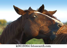 Pferd Spiel Pferd Spiel