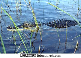 alligator alligator