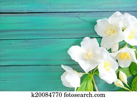 flowers flowers