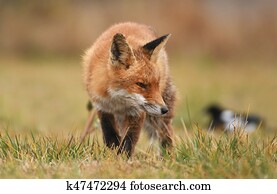 Fox Fox